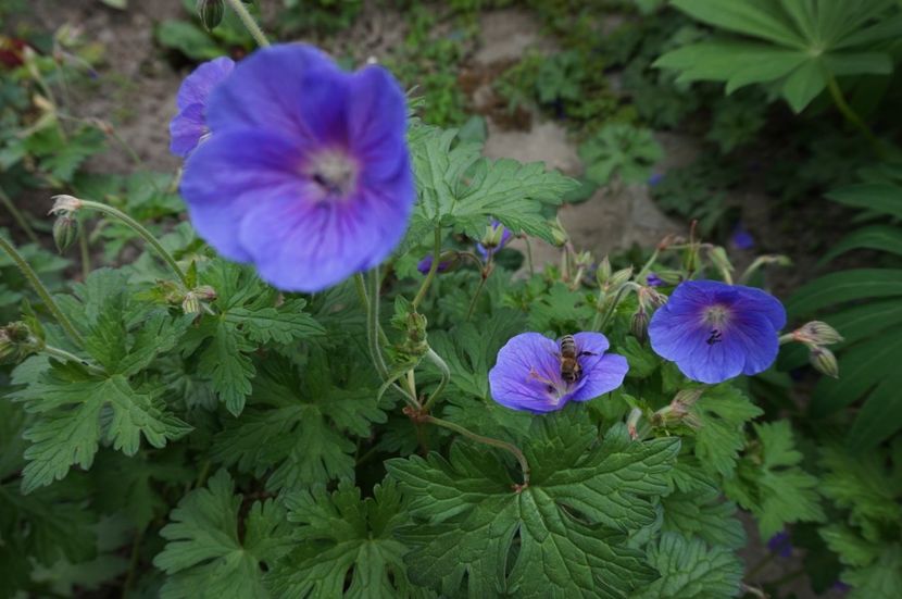  - Geranium si alte perene