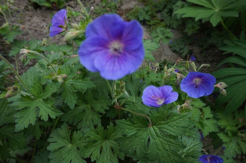  - Geranium si alte perene