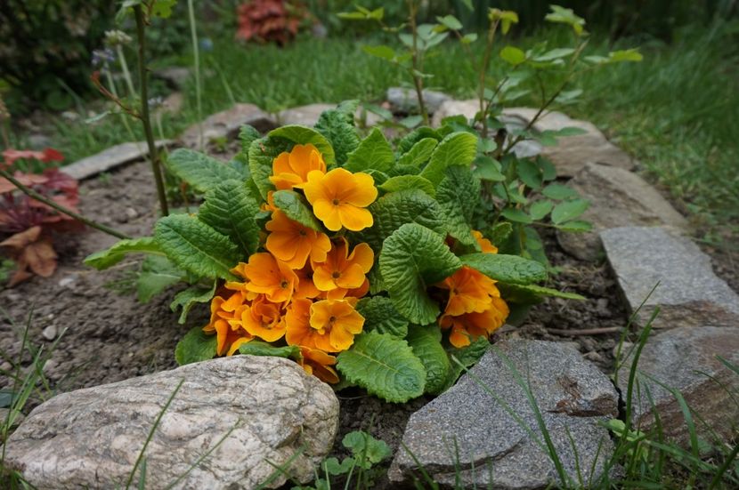  - Geranium si alte perene