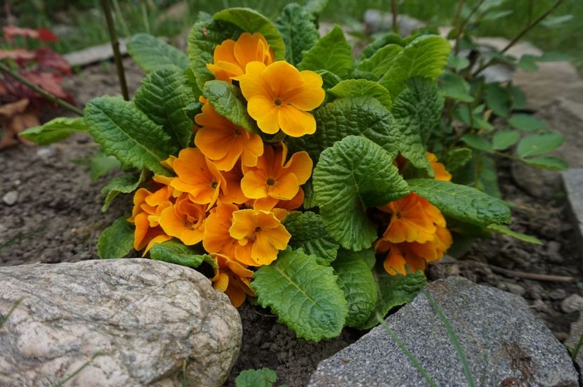  - Geranium si alte perene