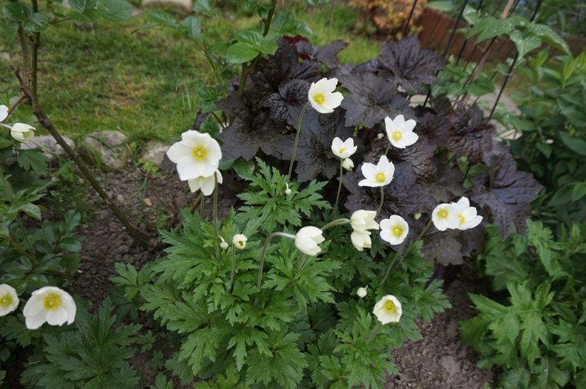  - Geranium si alte perene