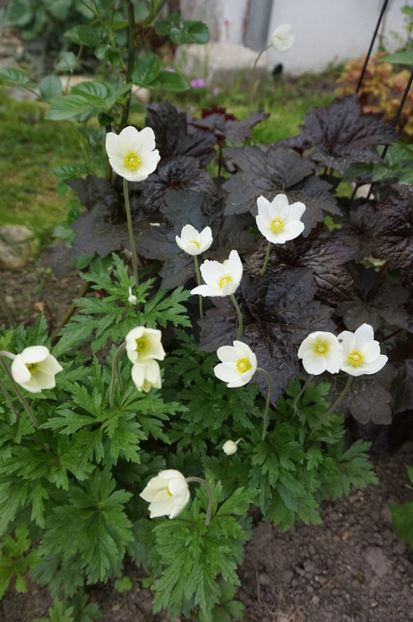  - Geranium si alte perene