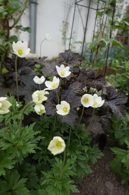  - Geranium si alte perene