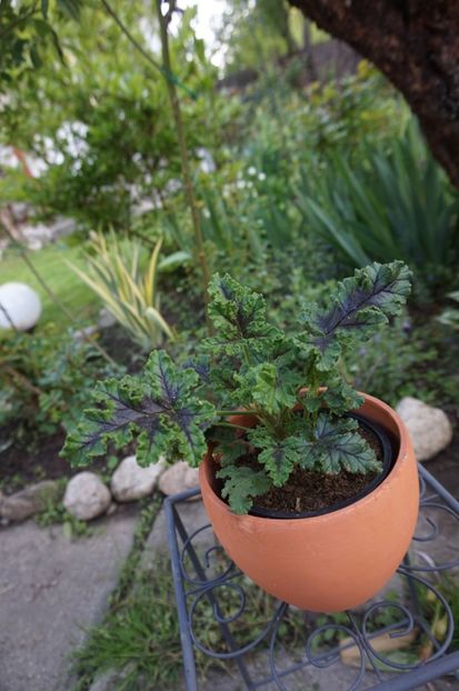 Pelargonium Pinewood - Mușcate