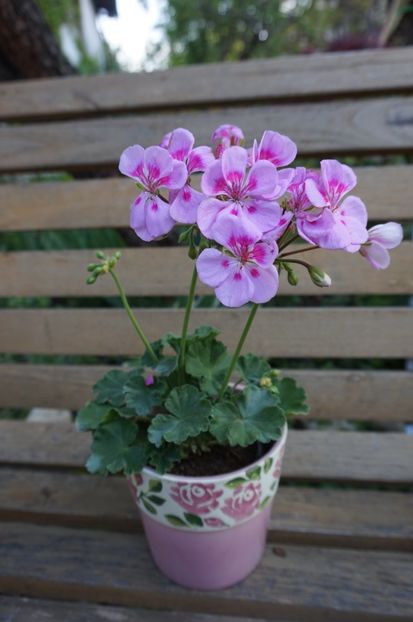 Flower Fairy Rose - Mușcate