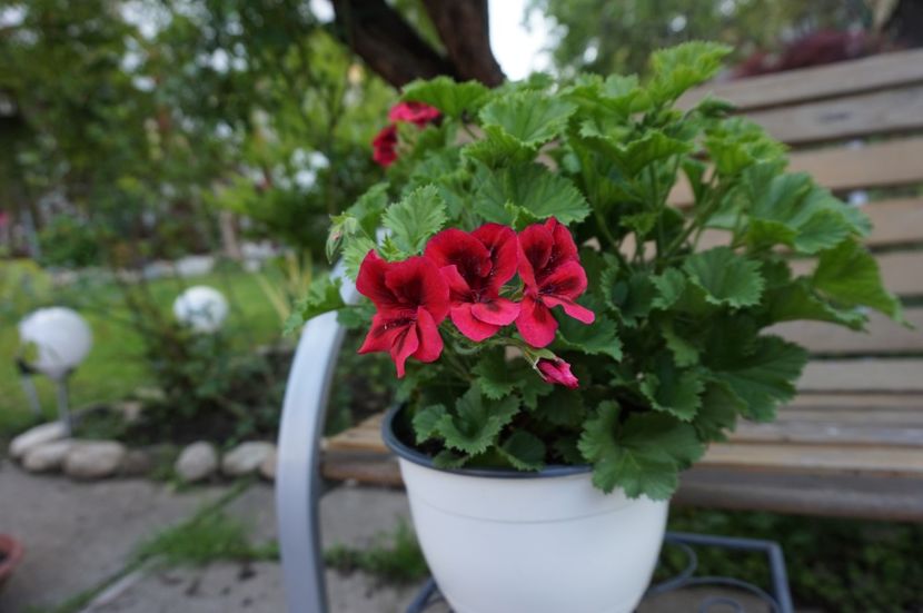 Candy Flower Dark Red - Mușcate