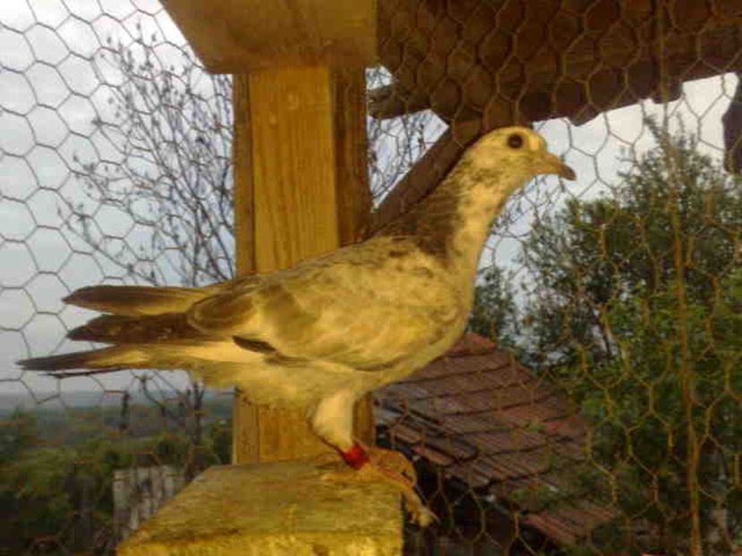  - Pui 2017-2018 -2019-2020 -2021-matca-doici-vind aproape tot lotul
