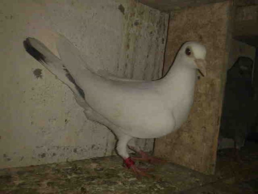  - Pui 2017-2018 -2019-2020 -2021-matca-doici-vind aproape tot lotul