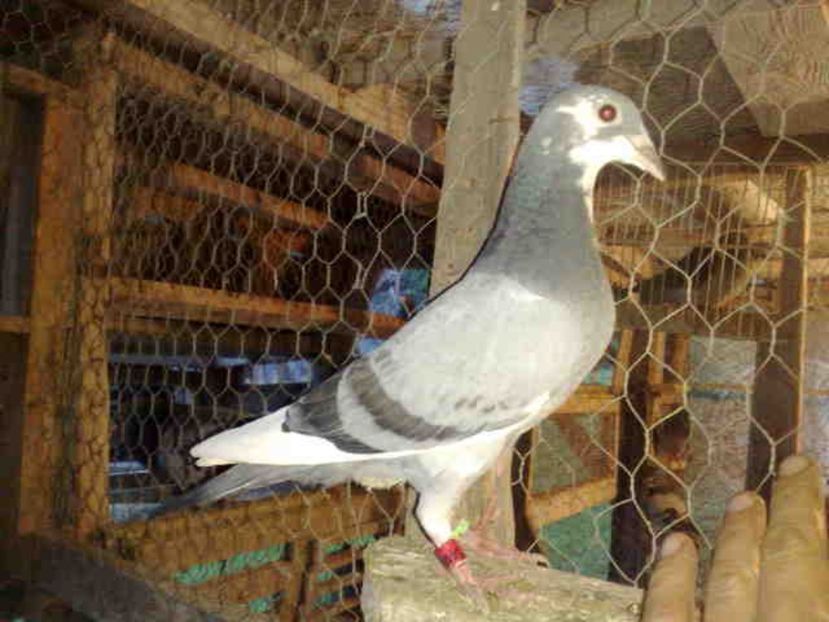  - Pui 2017-2018 -2019-2020 -2021-matca-doici-vind aproape tot lotul