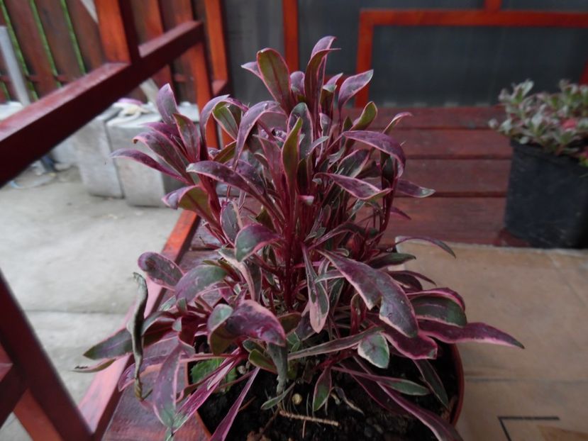 Gaura lindheimeri - 00 Achizitii primavara 2017