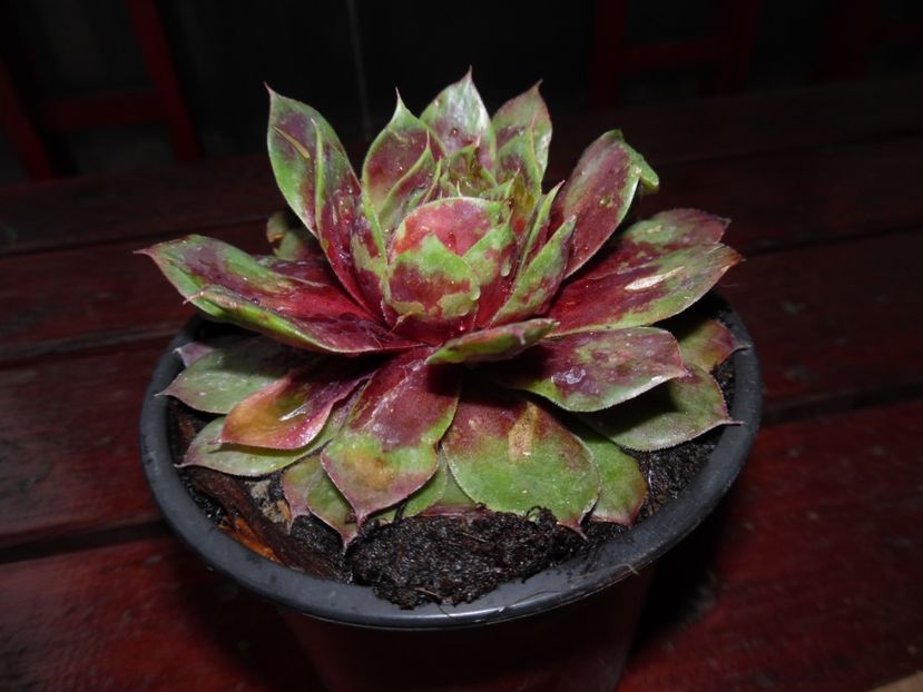 Sempervivum 'Lively Bug' ? - 00 Achizitii primavara 2017