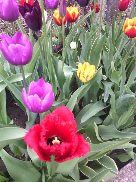  - 01-Flori din curtea mea 2017