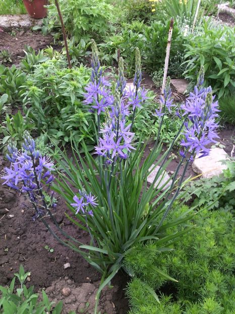  - 01-Flori din curtea mea 2017