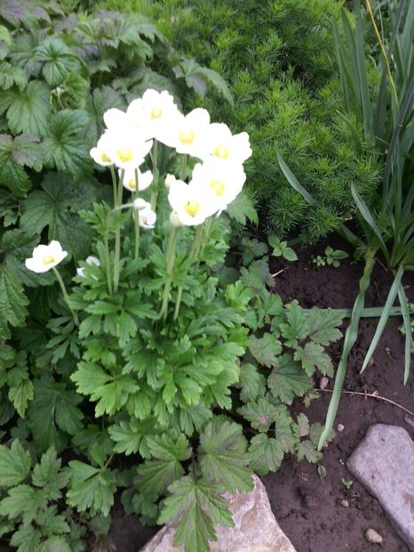 anemone sylvestris - 01-Flori din curtea mea 2017