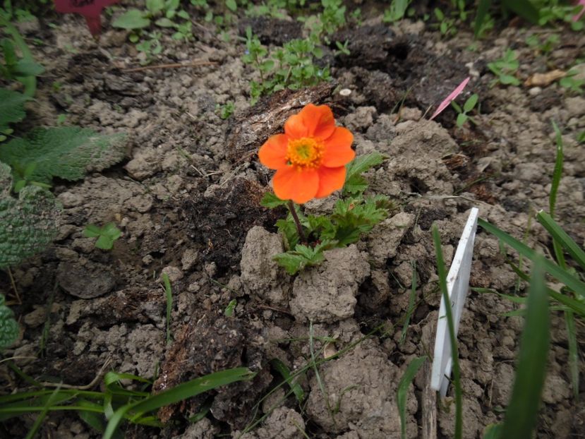  - 000 Aprilie in gradina