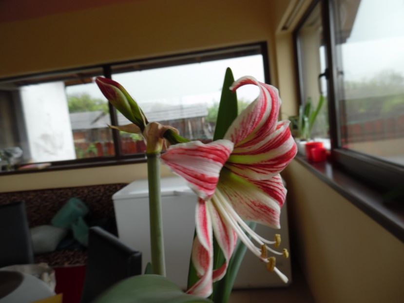 - 000 Aprilie in gradina