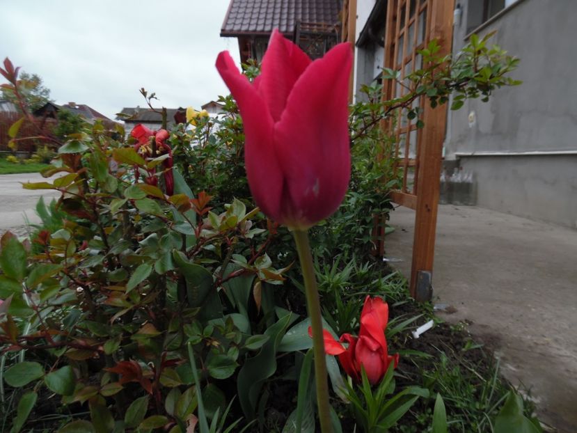 - 000 Aprilie in gradina