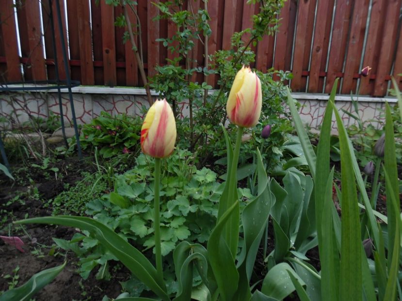  - 000 Aprilie in gradina
