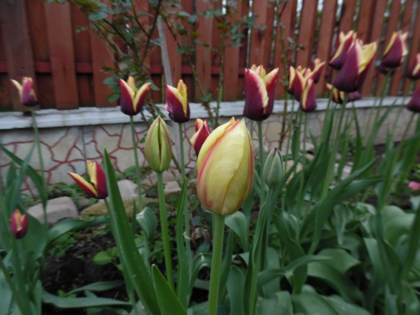  - 000 Aprilie in gradina