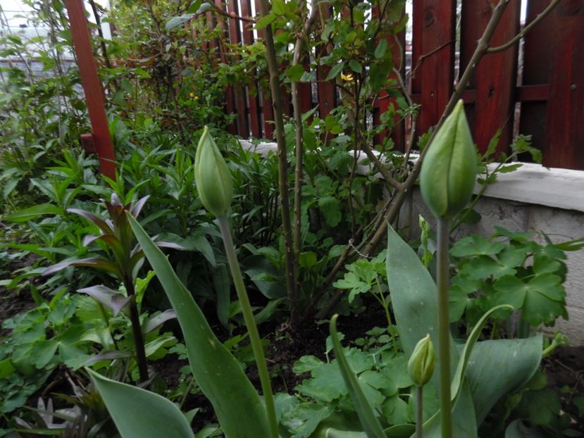  - 000 Aprilie in gradina