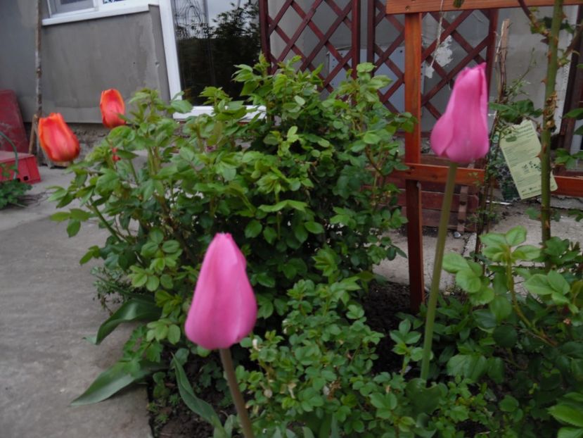 - 000 Aprilie in gradina