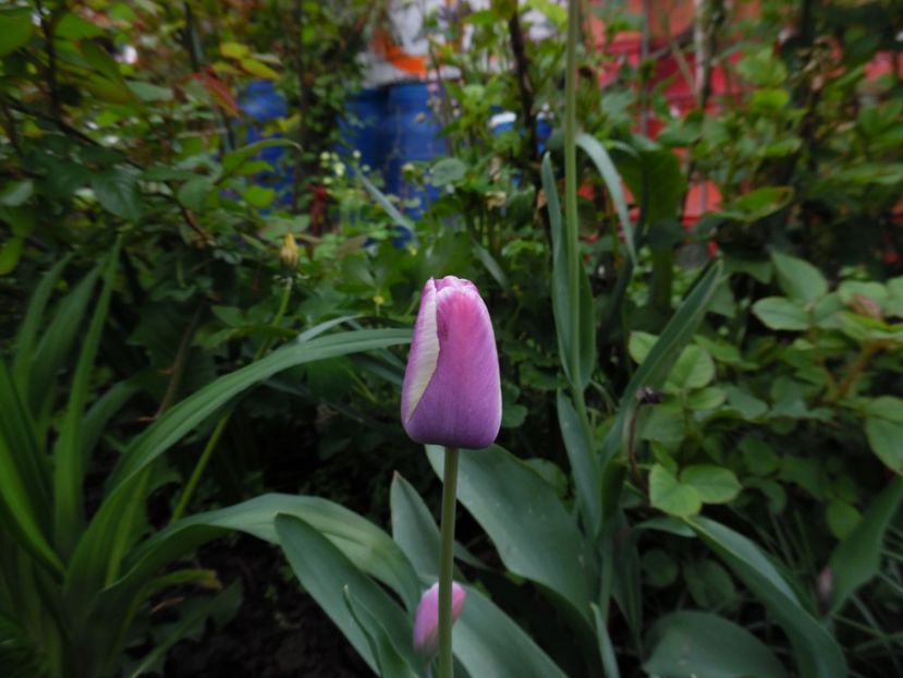 Atlantis - 000 Aprilie in gradina