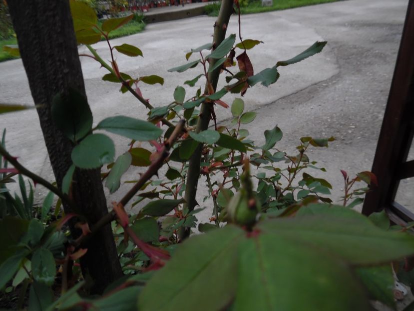 - 000 Aprilie in gradina