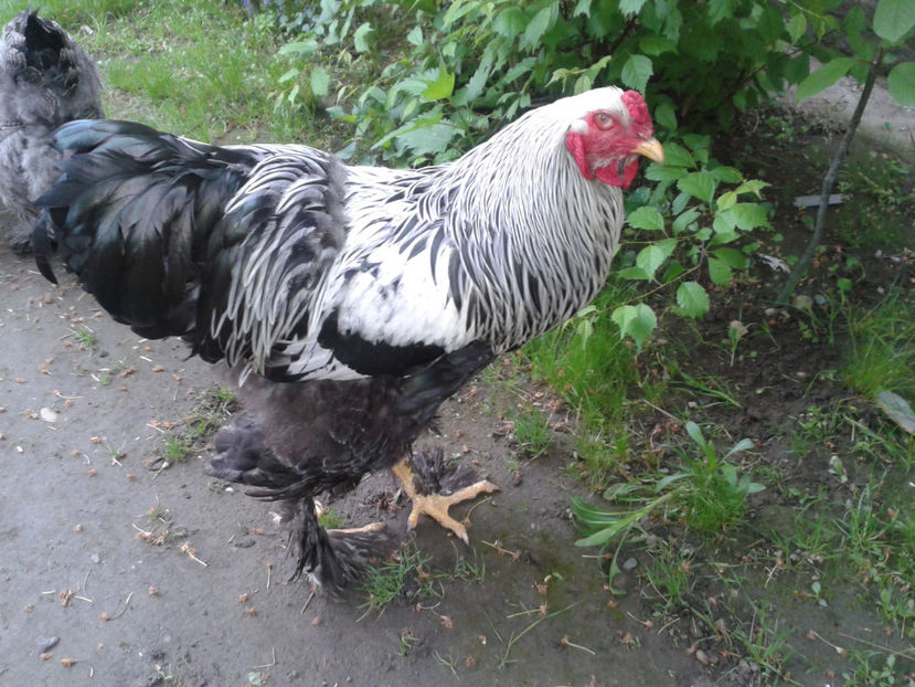 20170501_084151[1] - BRAHMA HERMINAT INCHIS