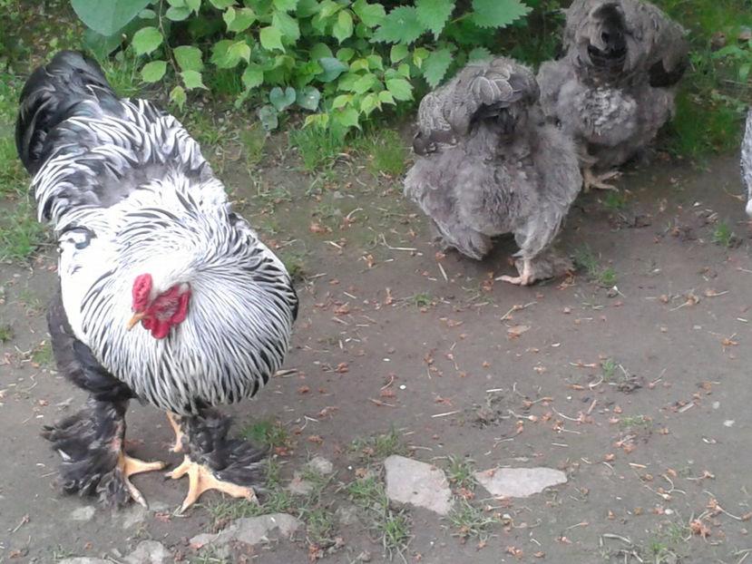 20170501_084103[1] - BRAHMA HERMINAT INCHIS