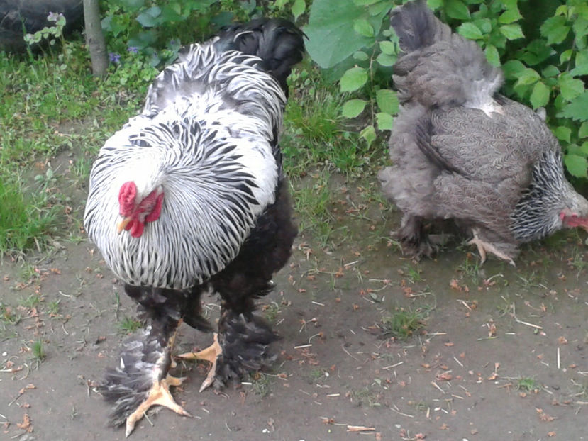 20170501_084046[1] - BRAHMA HERMINAT INCHIS