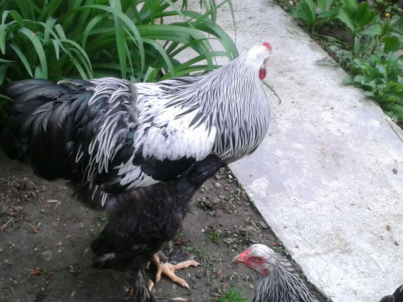 20170501_083953[1] - BRAHMA HERMINAT INCHIS