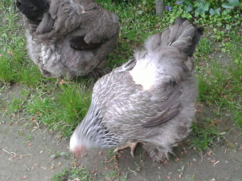 20170501_083937[1] - BRAHMA HERMINAT INCHIS