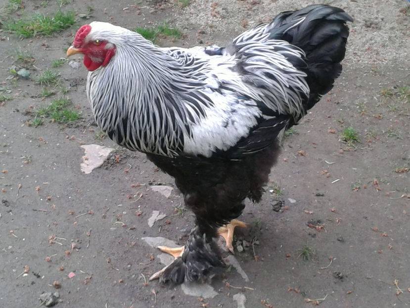 20170501_083859[1] - BRAHMA HERMINAT INCHIS