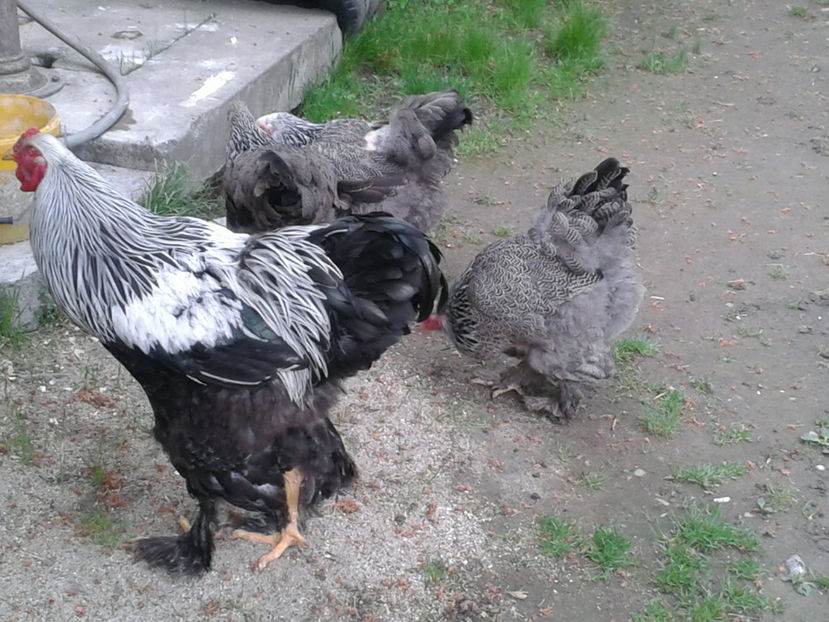 20170501_083814[1] - BRAHMA HERMINAT INCHIS