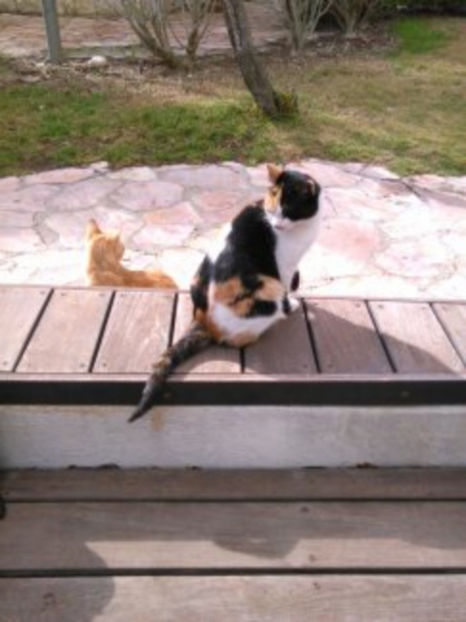  - poze de pe telefon