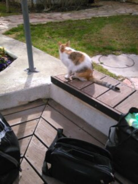  - poze de pe telefon