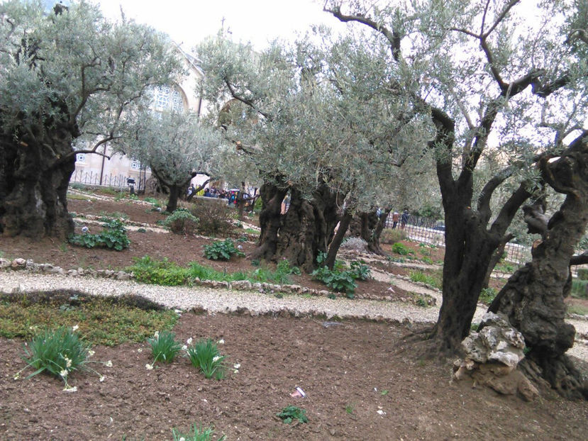  - poze de pe telefon