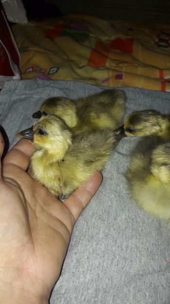  - 3 Boboci de gasca Africana 2017