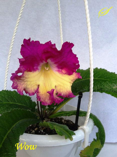 Wow(1-05-2017) - Streptocarpusi 2017