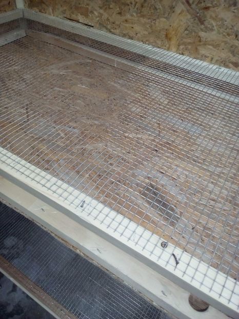  - maternitate pui pasari