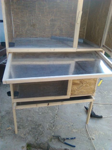  - maternitate pui pasari