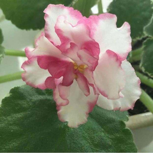 IMG-20170501-WA0369 - COLECTIE VIRTUALA violete