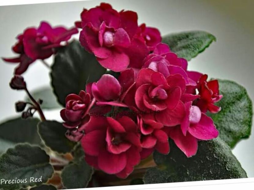 IMG-20170501-WA0367 - COLECTIE VIRTUALA violete