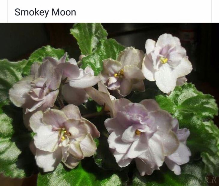 IMG-20170501-WA0365 - COLECTIE VIRTUALA violete