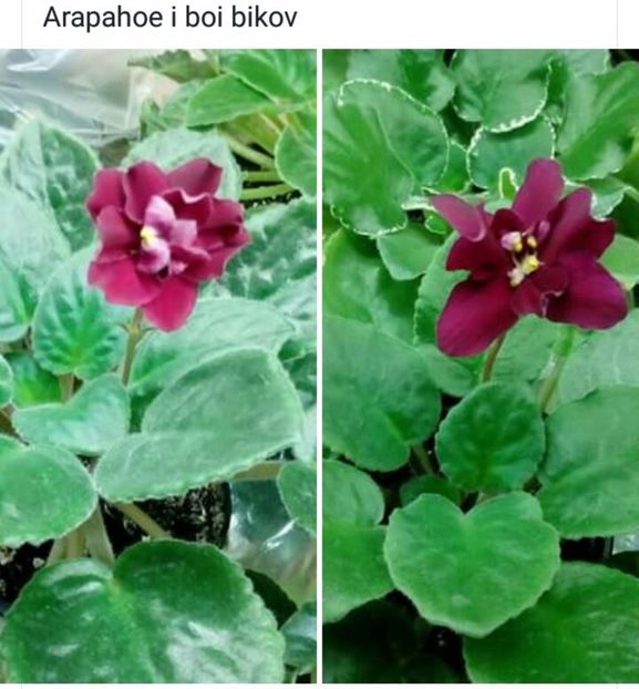 IMG-20170501-WA0363 - COLECTIE VIRTUALA violete