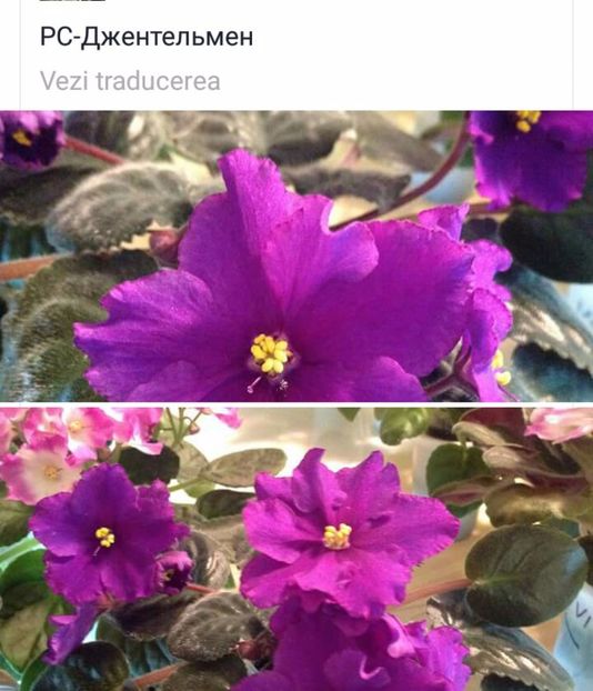 IMG-20170501-WA0361 - COLECTIE VIRTUALA violete