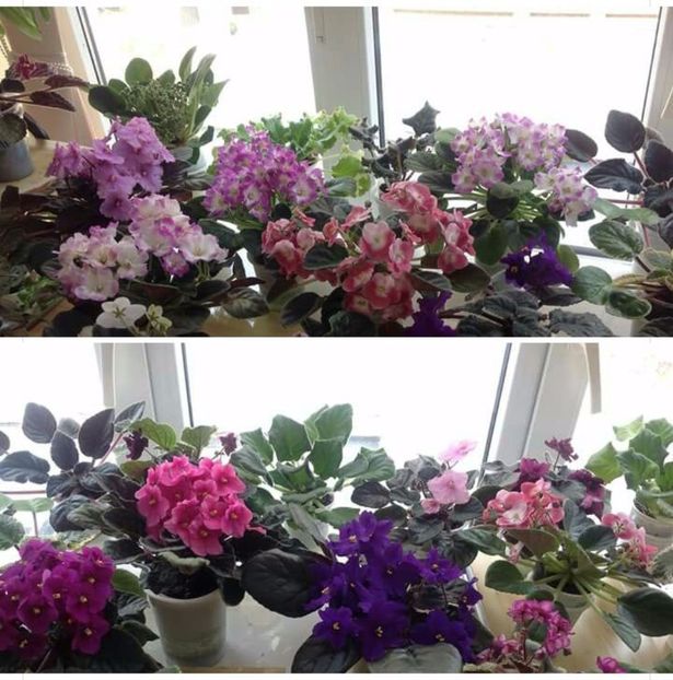 IMG-20170501-WA0360 - COLECTIE VIRTUALA violete