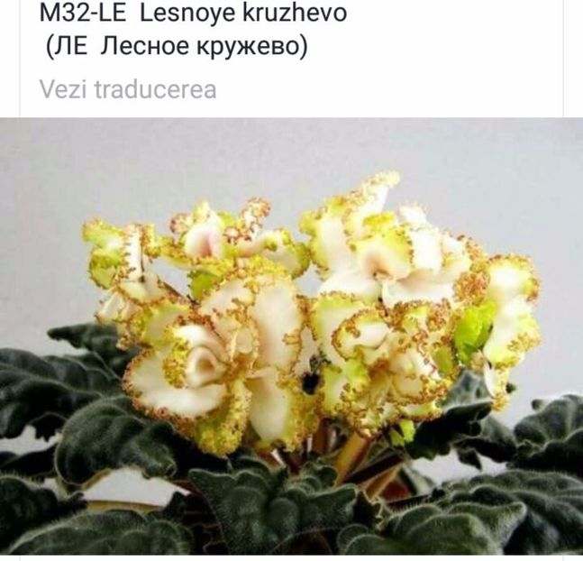 IMG-20170501-WA0354 - COLECTIE VIRTUALA violete