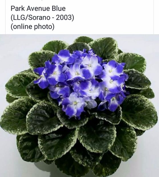 IMG-20170501-WA0350 - COLECTIE VIRTUALA violete