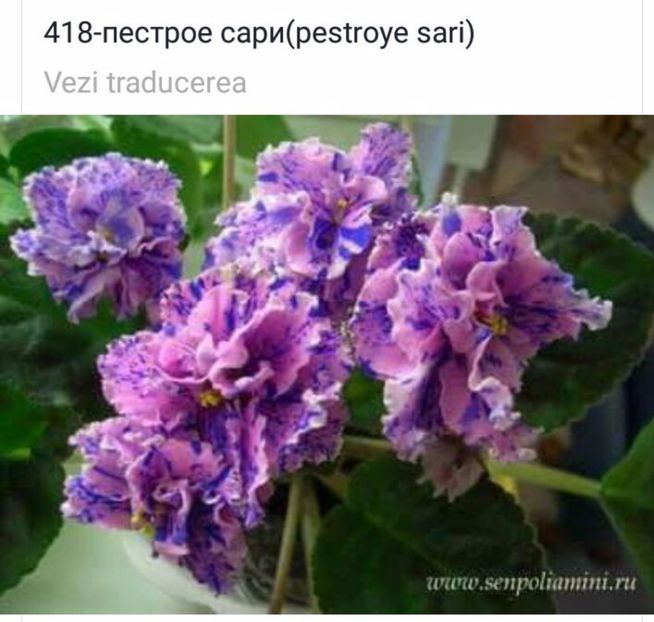 IMG-20170501-WA0349 - COLECTIE VIRTUALA violete